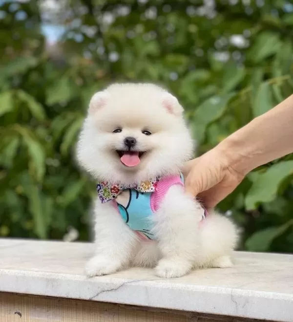 Pomerani̇an Boo Yavrularimiz Karşinizda