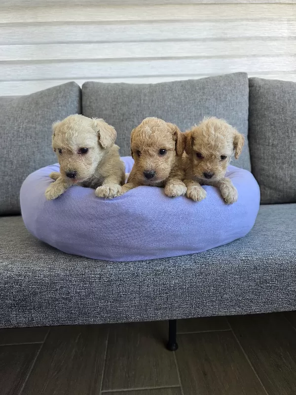 Çok büyümeyen minyatür minnaklarım teslime hazır
