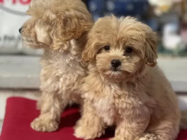 Petmode Köpek Çiftliğinden Kore Maltipoo Lar