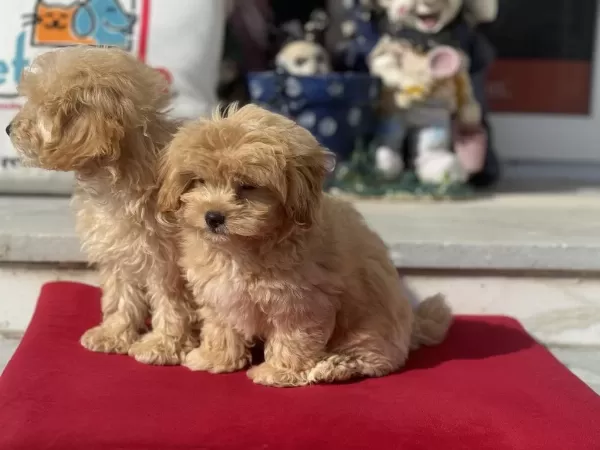 Petmode Köpek Çiftliğinden Kore Maltipoo Lar
