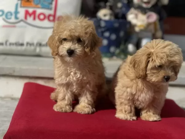 Petmode Köpek Çiftliğinden Kore Maltipoo Lar