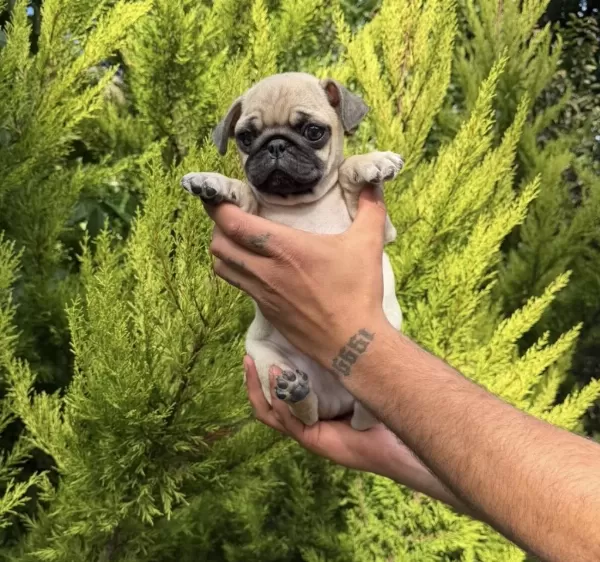 Sağlıklı Mini Pug Yavrumuz
