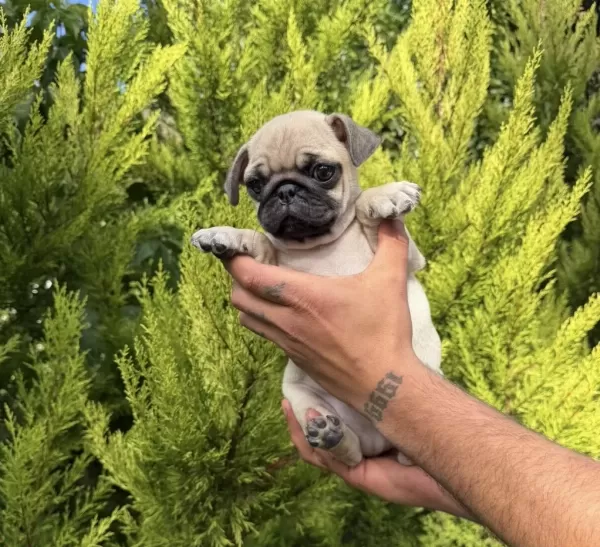 Sağlıklı Mini Pug Yavrumuz