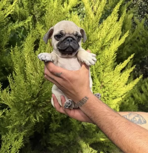 Sağlıklı Mini Pug Yavrumuz