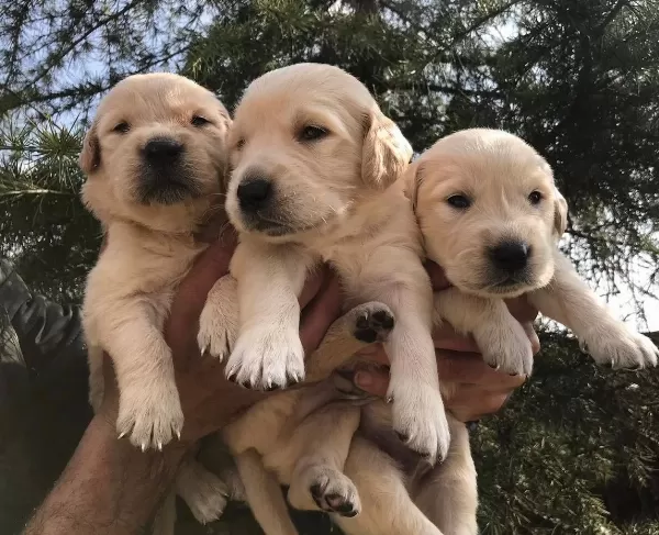 Bebek Yüzlü Harika Golden Retriever Yavrularımız