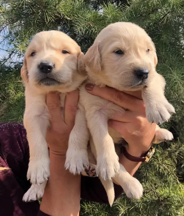 Bebek Yüzlü Harika Golden Retriever Yavrularımız