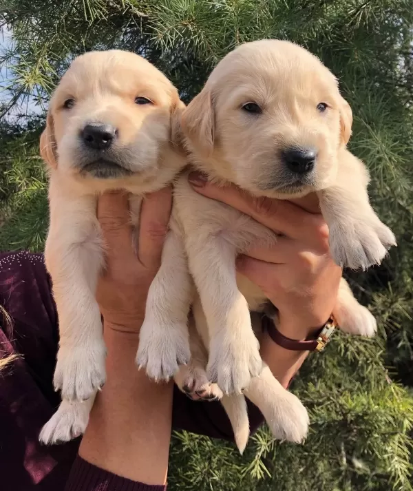 Bebek Yüzlü Harika Golden Retriever Yavrularımız