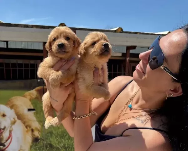 Golden Retriver Yavrularım Sağlık Ve Garantilidir