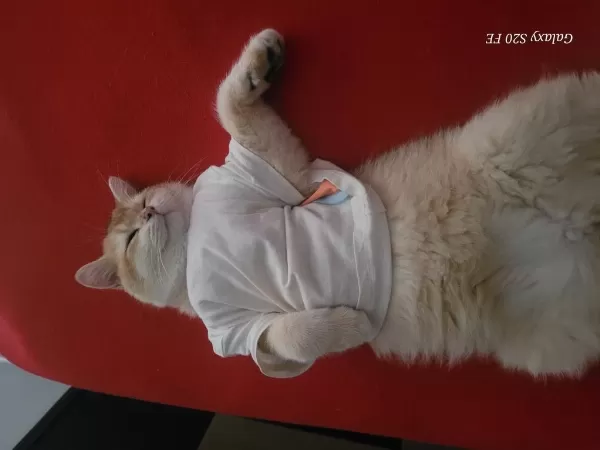 British Shorthair Golden Ny12