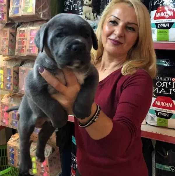 Muhteşem Irk Garantili Blue Cane Corso Yavrularımız