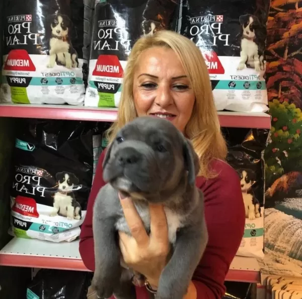 Muhteşem Irk Garantili Blue Cane Corso Yavrularımız