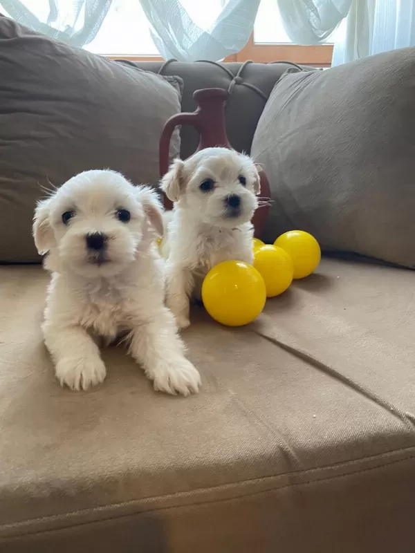 0 Numara Maltese Bebeklerimiz