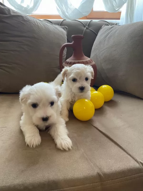 0 Numara Maltese Bebeklerimiz