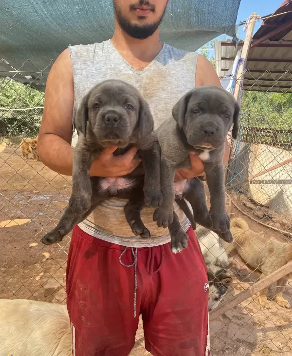 İri Kemik Yapılı Karakterli Cane Corso Yavruları