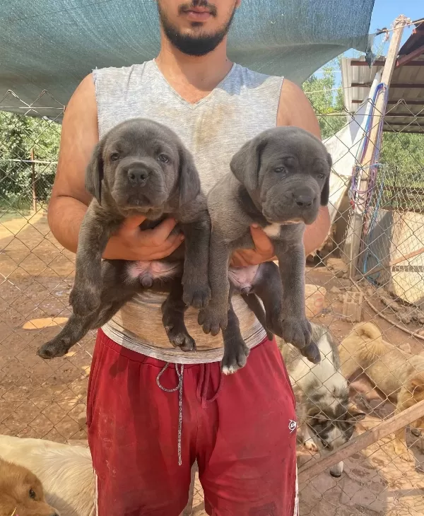 İri Kemik Yapılı Karakterli Cane Corso Yavruları