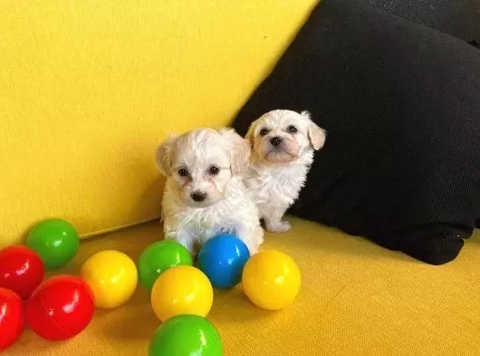 Ev Doğumu Maltese Bebekler