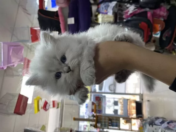 45 Günlük British Shorthair Yavrularımız