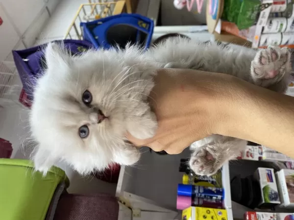 45 Günlük British Shorthair Yavrularımız