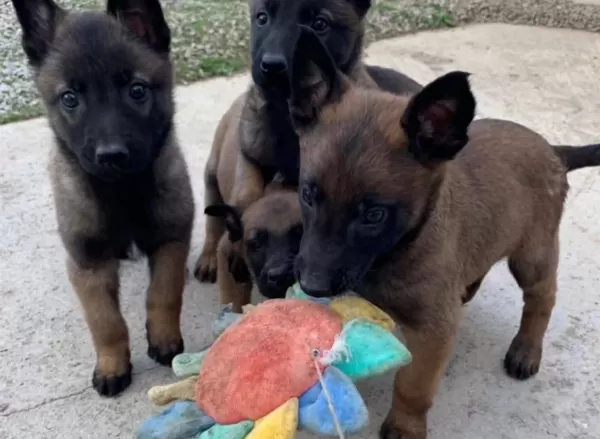 Karakteri Sağlam Zeki Belçika Malinois Yavruları