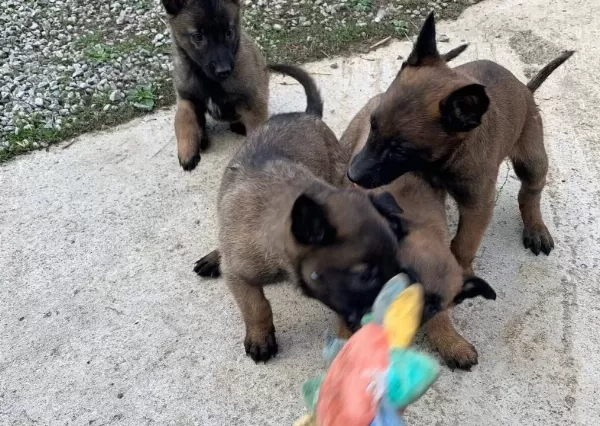 Karakteri Sağlam Zeki Belçika Malinois Yavruları