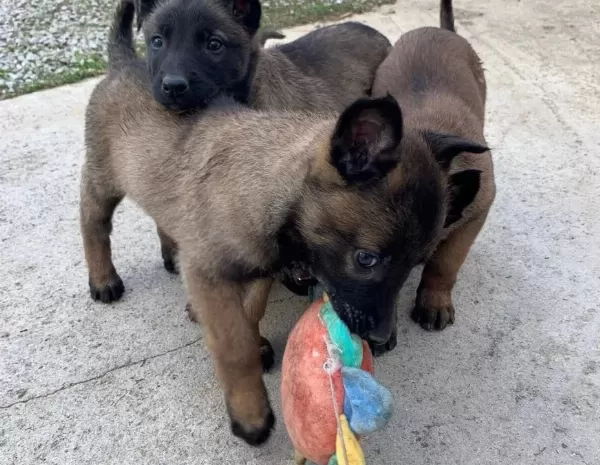 Karakteri Sağlam Zeki Belçika Malinois Yavruları