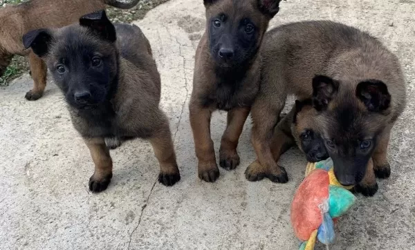 Karakteri Sağlam Zeki Belçika Malinois Yavruları