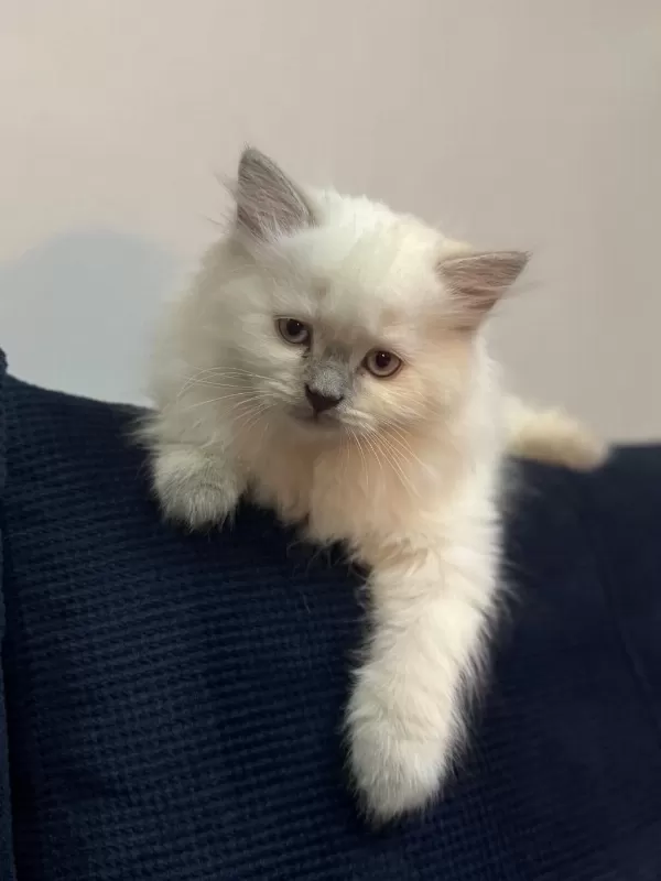 2 Aylik British Bluepoint Shorthair Yavrular