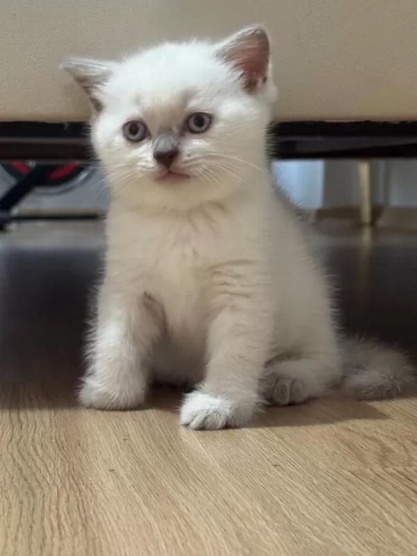 2 Aylik British Bluepoint Shorthair Yavrular