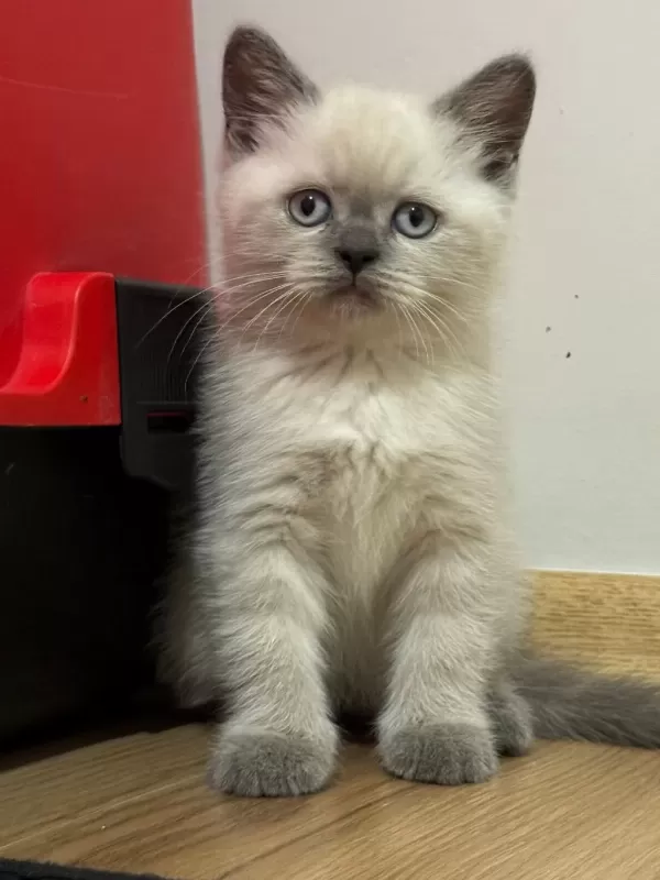 2 Aylik British Bluepoint Shorthair Yavrular