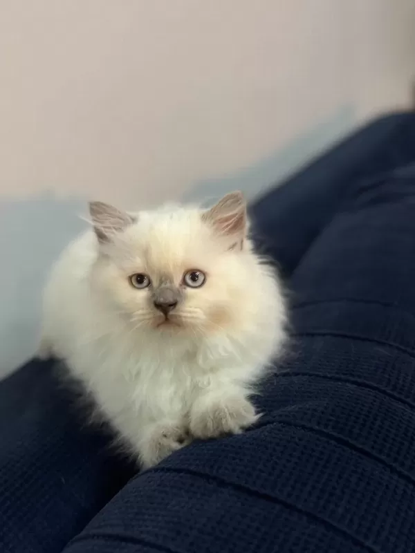 2 Aylik British Bluepoint Shorthair Yavrular