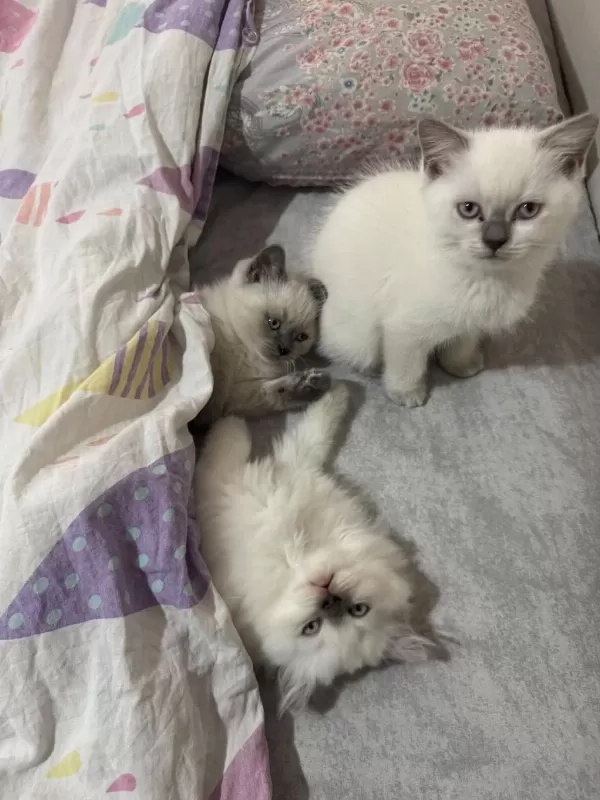 2 Aylik British Bluepoint Shorthair Yavrular