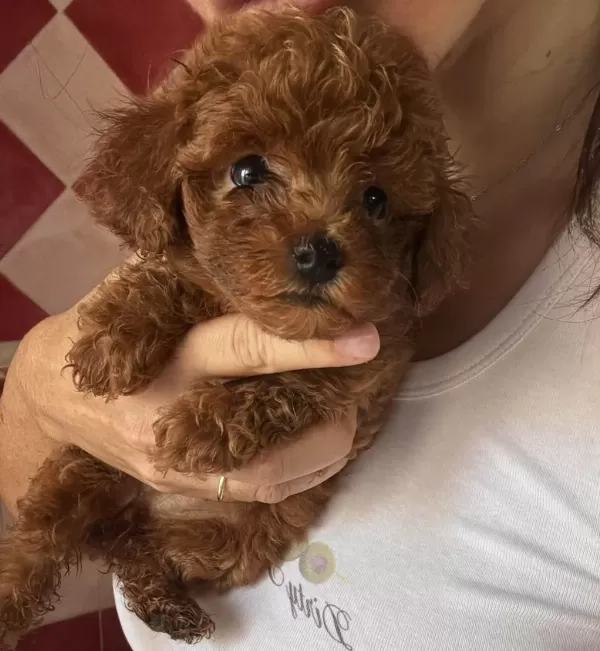 Aşili Veteriner Kontrollü Toy Poodle Yavrularimiz