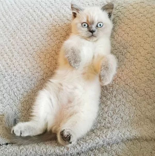 British Shorthair Yavrulari