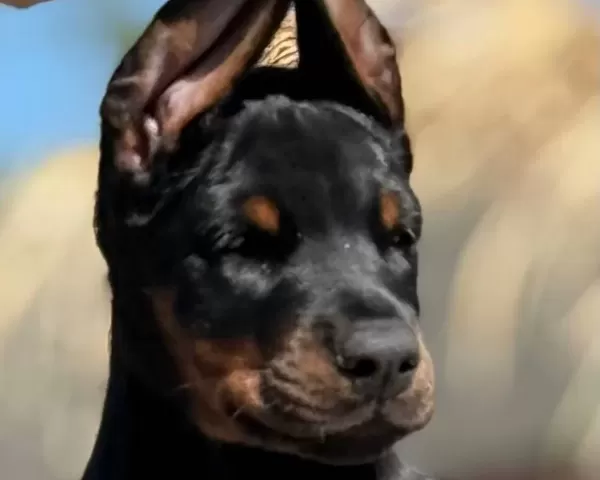 King Doberman Yavru