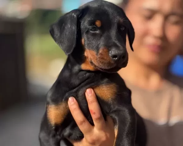 King Doberman Yavru