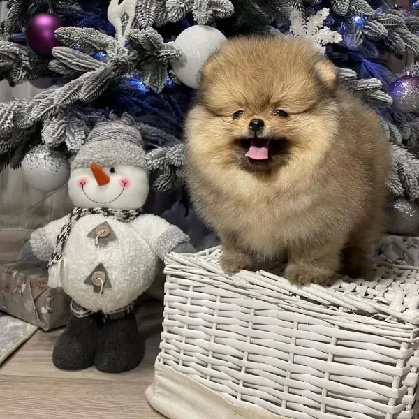 Pomeranian Boo Yavrulari