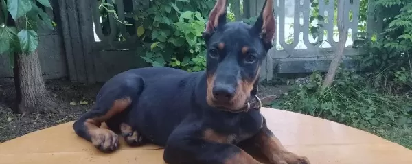 Şampiyon Soydan Doberman Yavrular