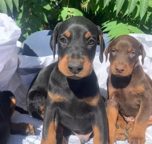 Şampiyon Soydan Doberman Yavrular