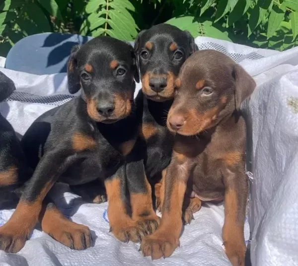 Şampiyon Soydan Doberman Yavrular