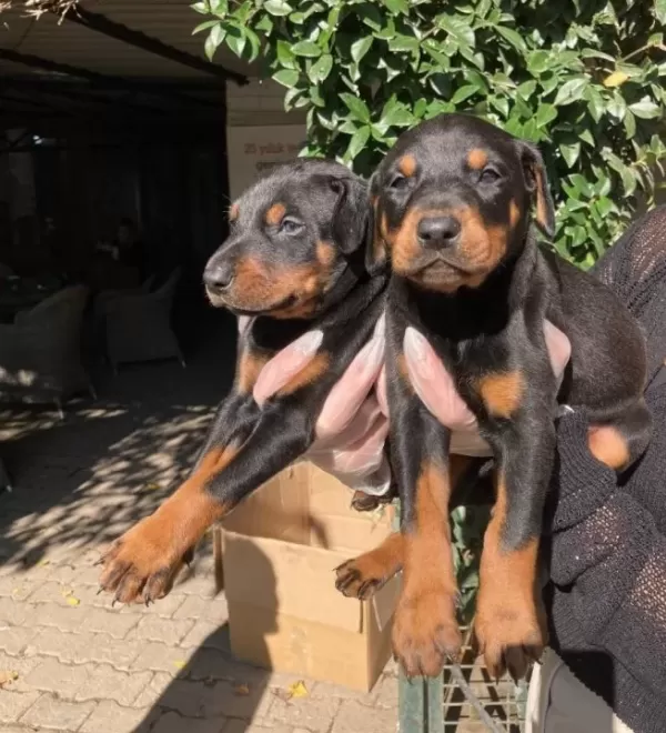 Doberman Yavrularım Sağlıkla Ve Garantilidir