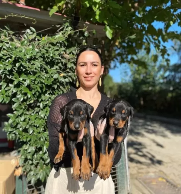 Doberman Yavrularım Sağlıkla Ve Garantilidir