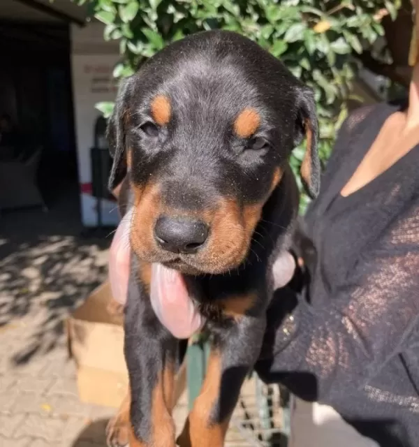 Doberman Yavrularım Sağlıkla Ve Garantilidir