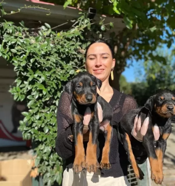 Doberman Yavrularım Sağlıkla Ve Garantilidir