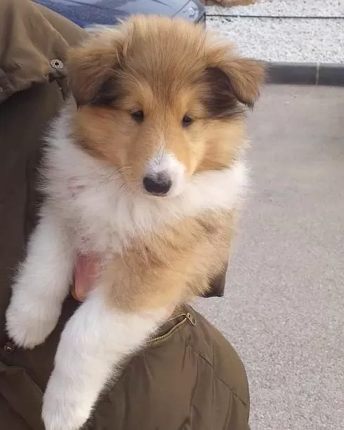 Rough Collie ( Lessie ) Yavrulari