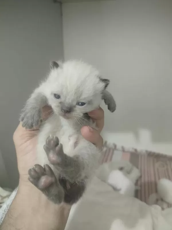 Blue Point Scottish Fold