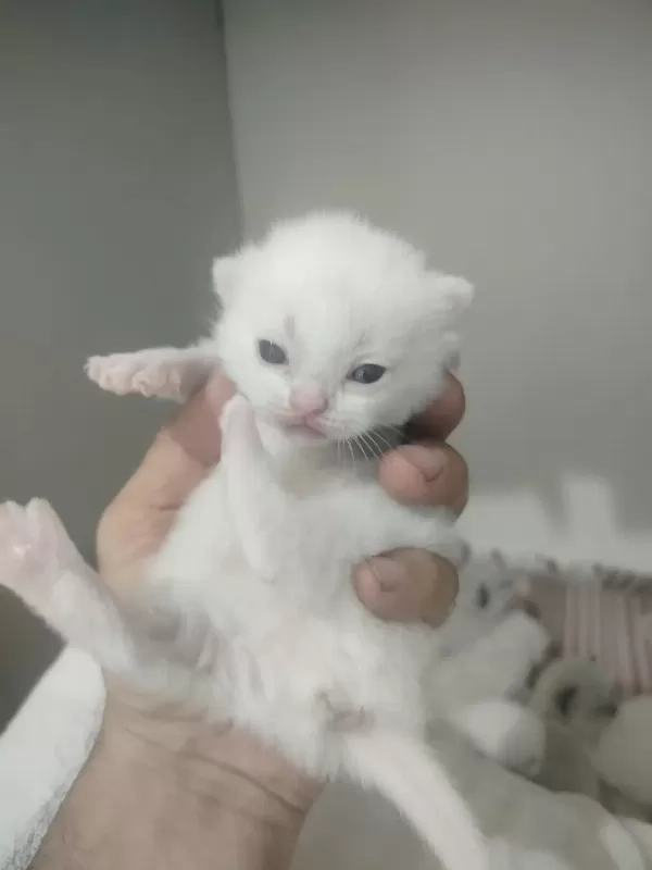 Blue Point Scottish Fold