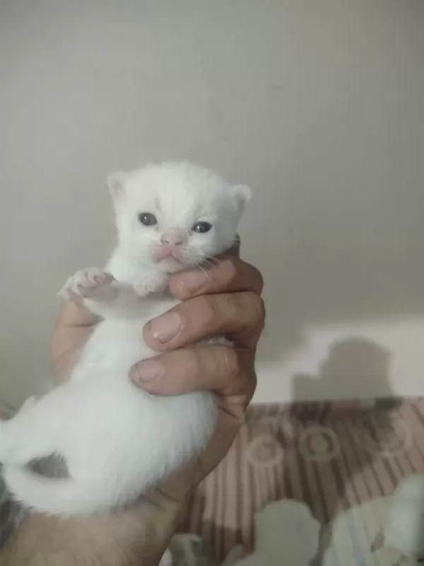 Blue Point Scottish Fold