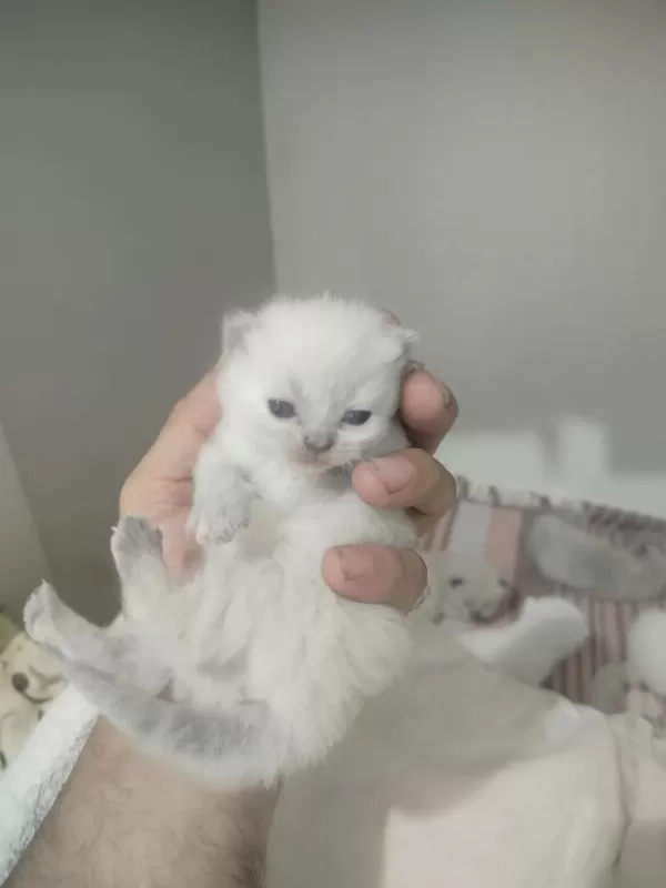 Blue Point Scottish Fold