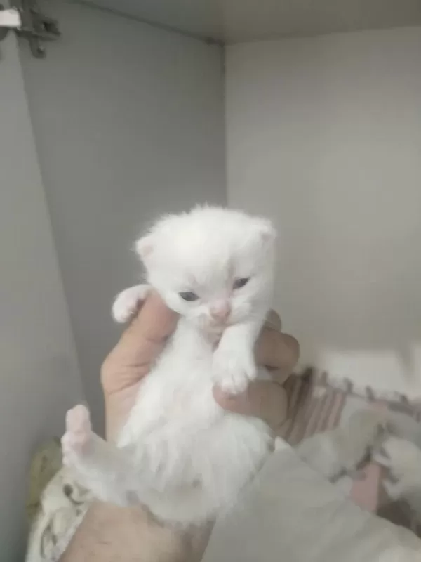 Blue Point Scottish Fold