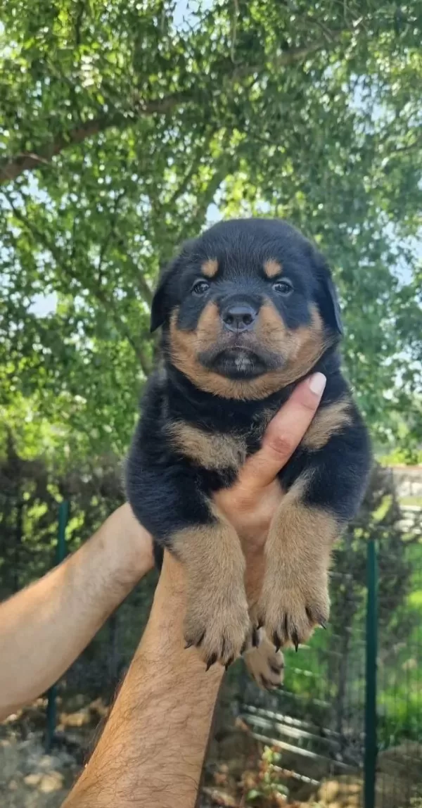 Safkan Koca Rottweiler Yavrularım